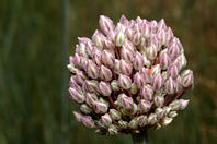 Allium porrum
